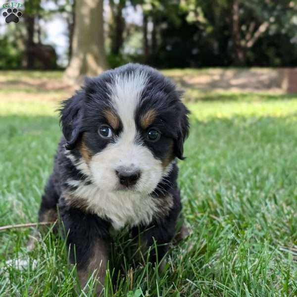 Chloe, Bernese Mountain Dog Puppy