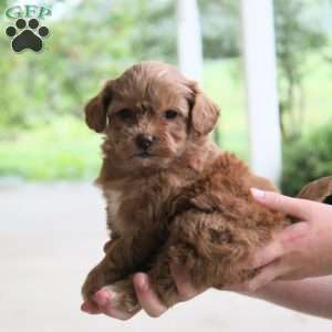 Autumn, Miniature Poodle Mix Puppy