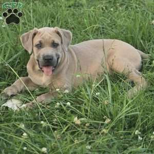 Bowser, Cane Corso Puppy