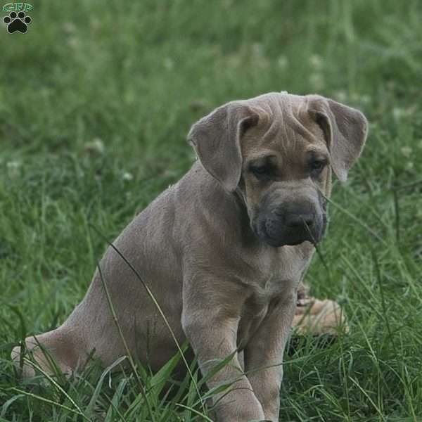 Bowser, Cane Corso Puppy