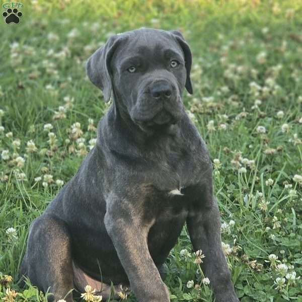 Prince, Cane Corso Puppy