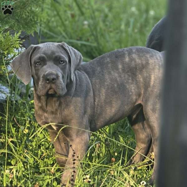 Titus, Cane Corso Puppy