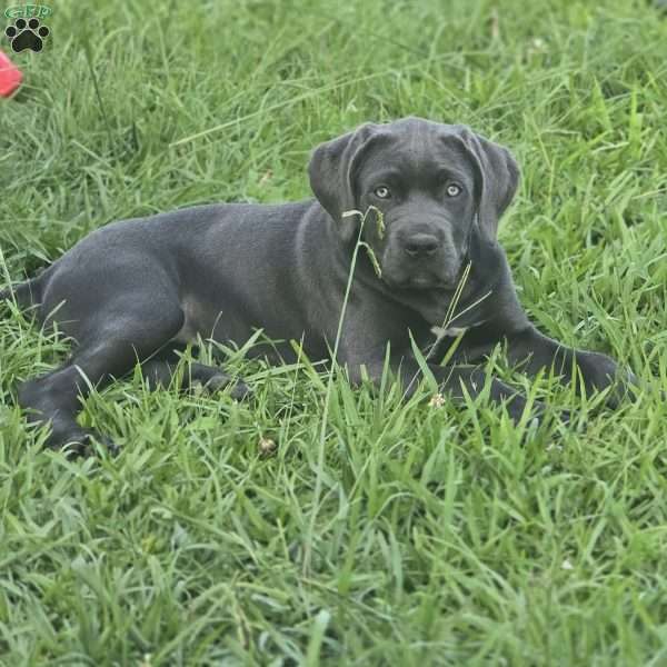 Venus, Cane Corso Puppy