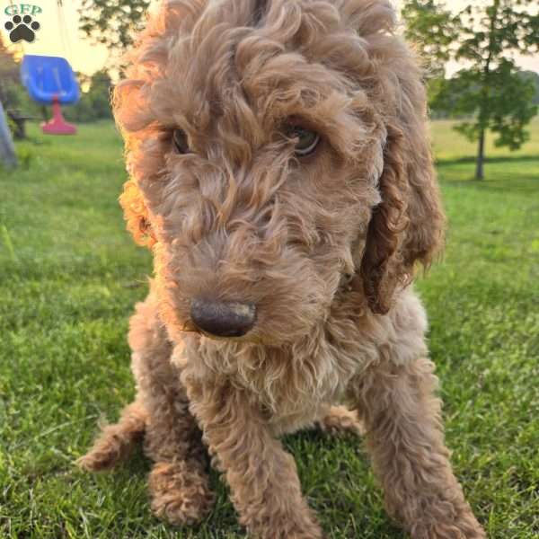Teal, Goldendoodle Puppy