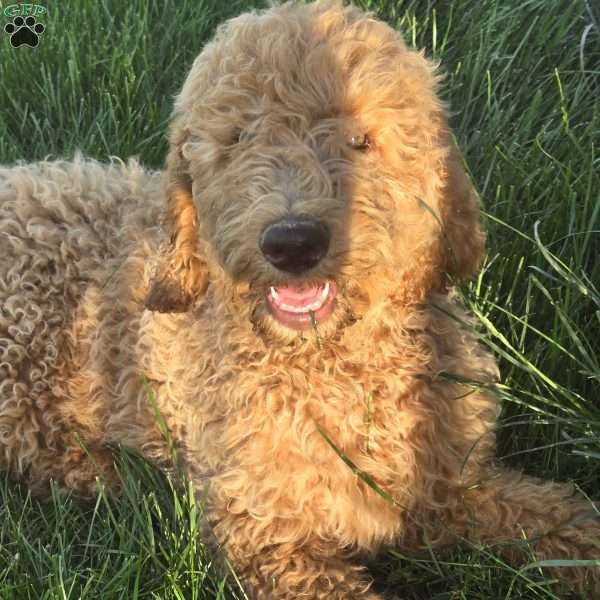Orange, Goldendoodle Puppy