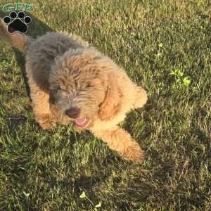 Hot Pink, Goldendoodle Puppy