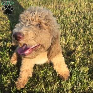 Hot Pink, Goldendoodle Puppy