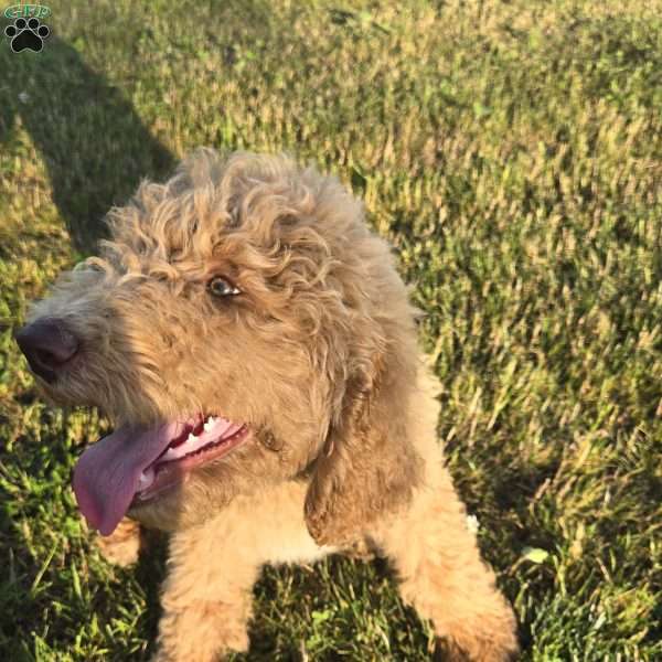 Hot Pink, Goldendoodle Puppy