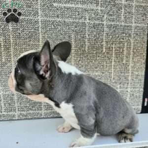Chunk, French Bulldog Puppy