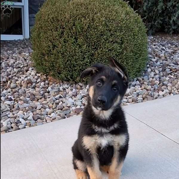 Reagan, German Shepherd Puppy