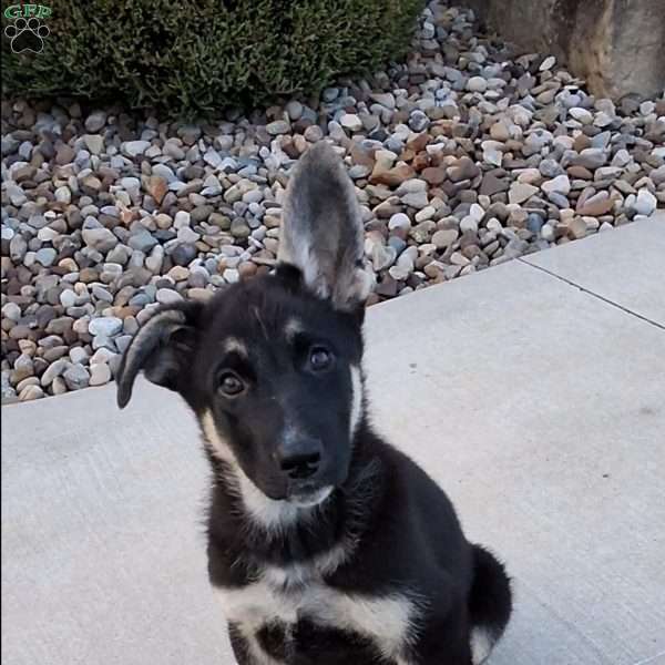 Tora, German Shepherd Puppy