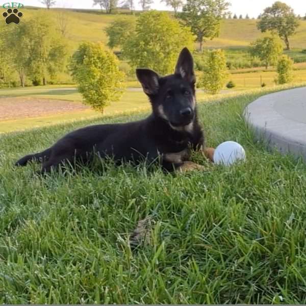 Gia, German Shepherd Puppy