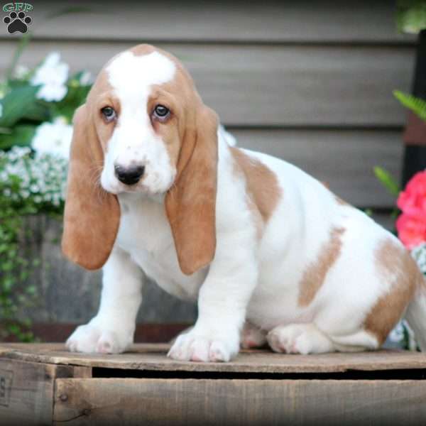 Fran, Basset Hound Puppy
