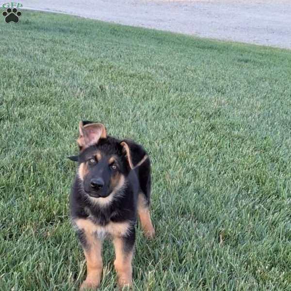 Nolan, German Shepherd Puppy