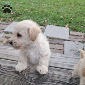 Flossy, Westiepoo Puppy