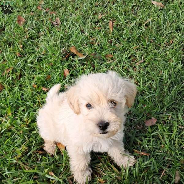 Freddy, Westiepoo Puppy