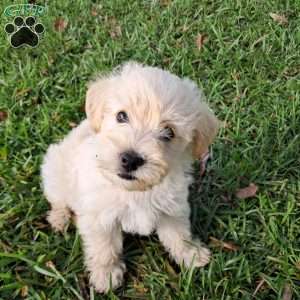 Freddy, Westiepoo Puppy
