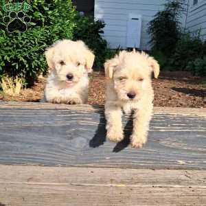 Flossy, Westiepoo Puppy