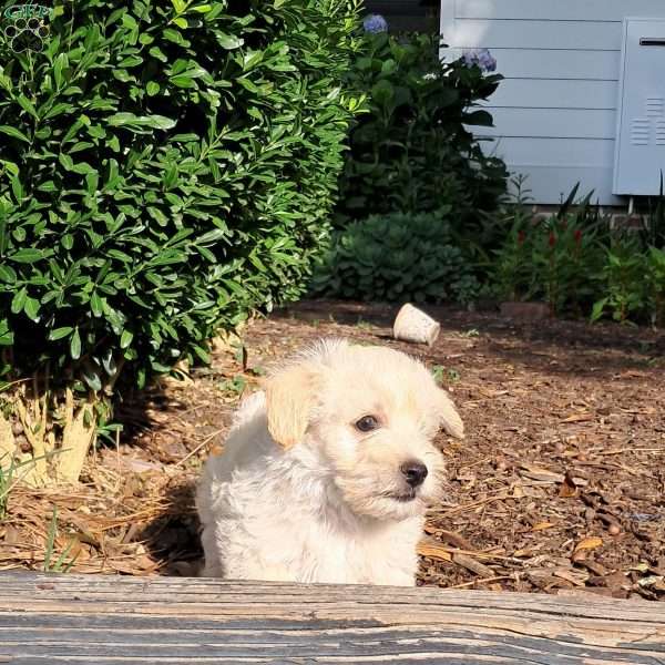 Flossy, Westiepoo Puppy