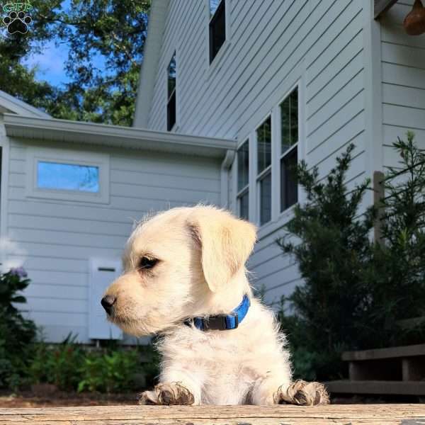 Burt, Westiepoo Puppy