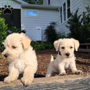 Burt, Westiepoo Puppy