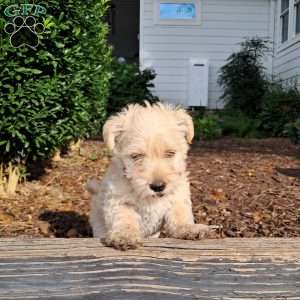 Nan, Westiepoo Puppy