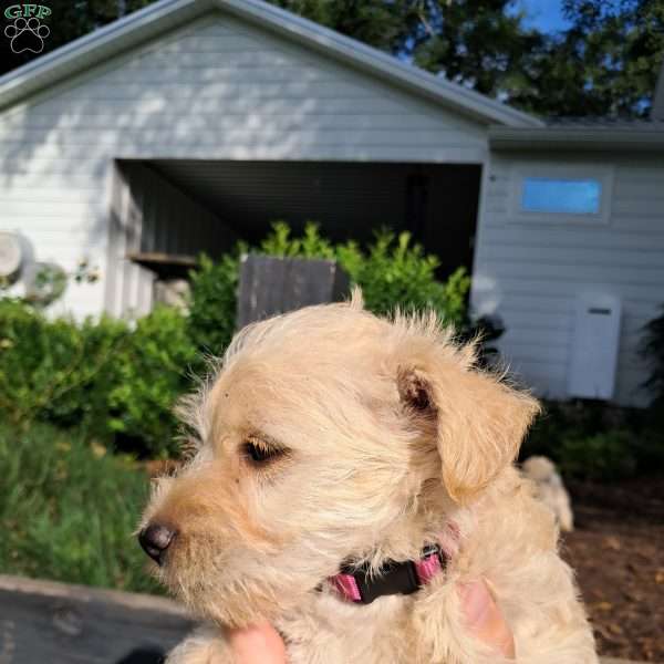 Nan, Westiepoo Puppy