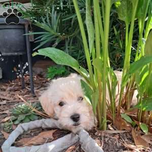 Freddy, Westiepoo Puppy