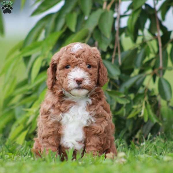 Slater, Mini Goldendoodle Puppy