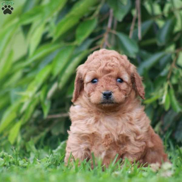 Skyler, Mini Goldendoodle Puppy