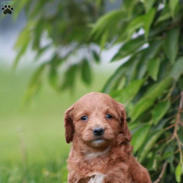 Scarlet, Mini Goldendoodle Puppy