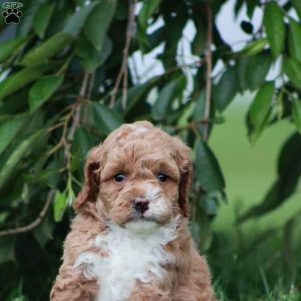 Stasha, Mini Goldendoodle Puppy