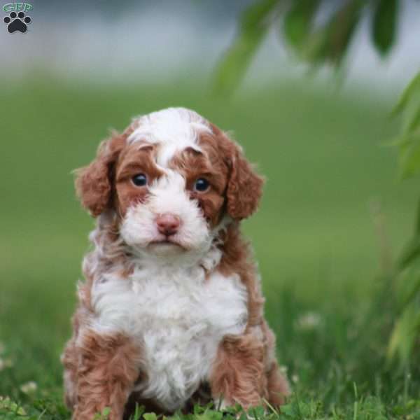 Rocky, Toy Poodle Puppy