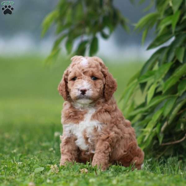 Stuart, Mini Goldendoodle Puppy