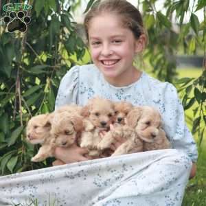Grayson, Maltipoo Puppy