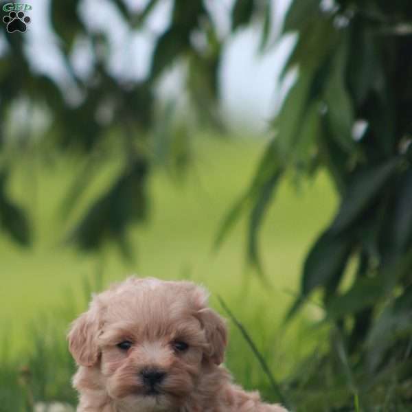 Grayson, Maltipoo Puppy