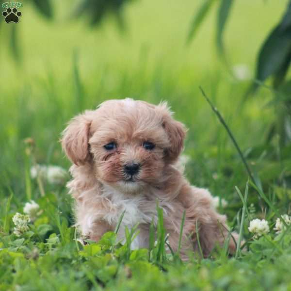 Gwen, Maltipoo Puppy