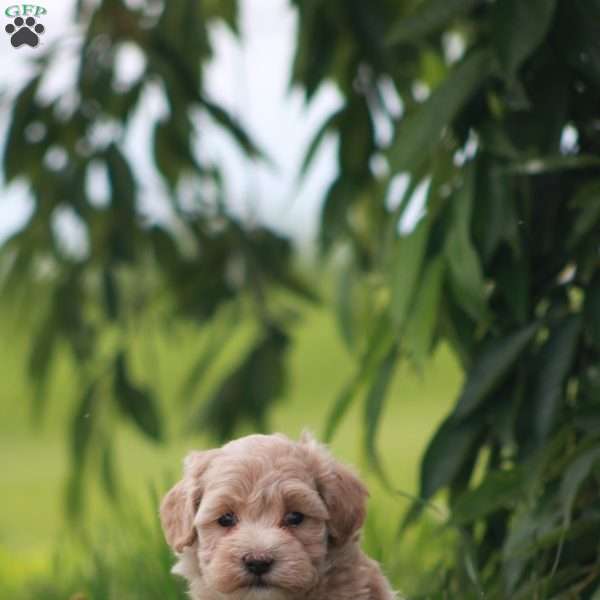 Gladys, Maltipoo Puppy