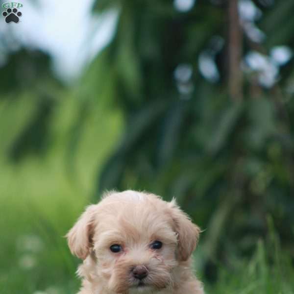 Gloria, Maltipoo Puppy