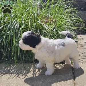 Max, Cavachon Puppy