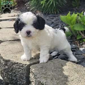 Max, Cavachon Puppy