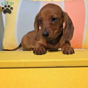 Reese, Dachshund Puppy