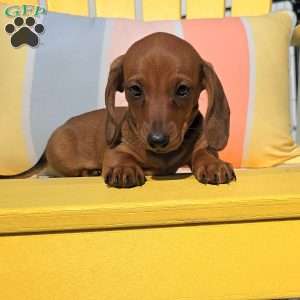 Reese, Dachshund Puppy