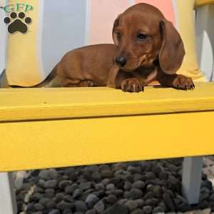 Reese, Dachshund Puppy