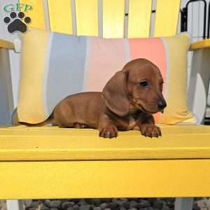 Reese, Dachshund Puppy
