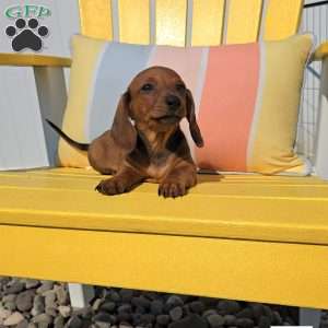 Reese, Dachshund Puppy