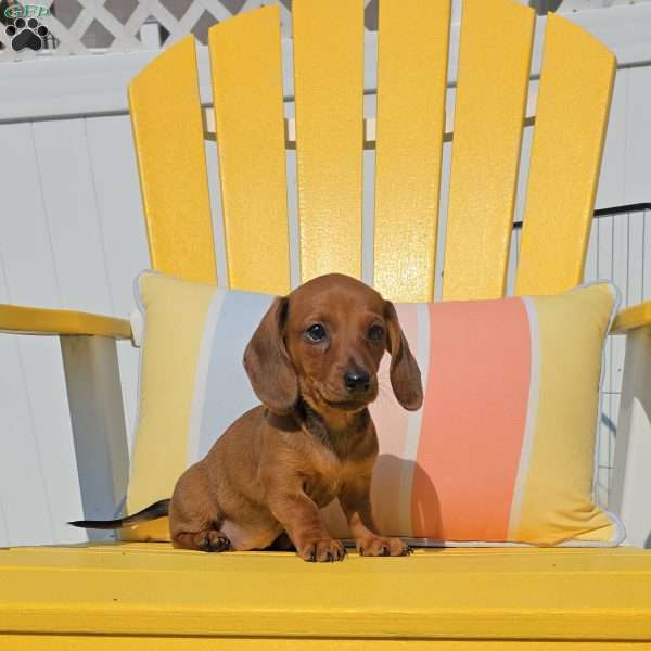 Reese, Dachshund Puppy