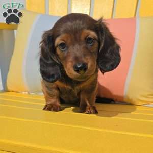 Hershey, Dachshund Puppy