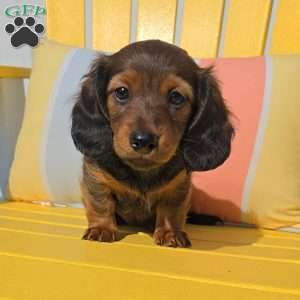 Hershey, Dachshund Puppy