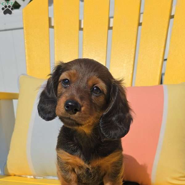 Hershey, Dachshund Puppy